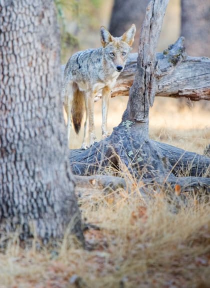 Esta fue la fotografía que tomó Arnav Singhal