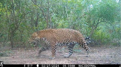 Esta fue la última fotografía que registró al ejemplar vivo, el 27 de febrero pasado