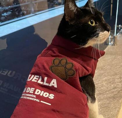 Esta gata negra y blanca fue adoptada por el alcalde de Culiacán