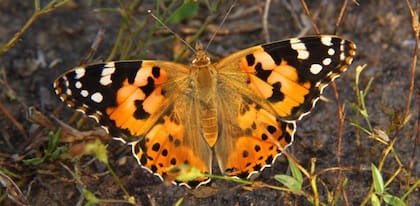 Esta hazaña fue posible gracias a los vientos elíseos.