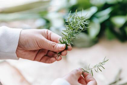 Esta hierba tiene “propiedades antimicrobianas, antiinflamatorias, antioxidantes", entre otras