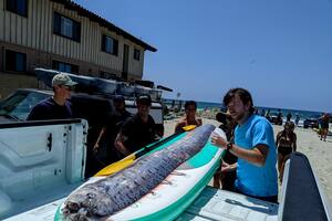 Esta imagen proporcionada por el Instituto Scripps de Oceanografía muestra a un equipo de investigadores y aficionados al esnórquel que trabajan juntos para recuperar a un pez remo muerto, el sábado 10 de agosto de 2024, en La Jolla Cove, California. (Michael Wang/Instituto Scripps de Oceanografía vía AP)