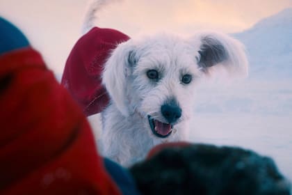 Esta imagen publicada por Warner Bros.Pictures muestra a Krypto, el perro, en una escena de "Superman". (Warner Bros. Pictures via AP)