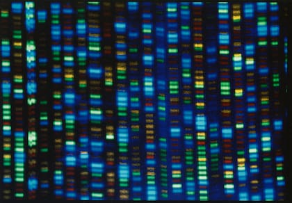 Esta imagen sin fecha facilitada por el Instituto Nacional de Investigación del Genoma Humano de Estados Unidos (NHGRI, por sus siglas en inglés) muestra el resultado de un secuenciador de ADN. (NHGRI vía AP)