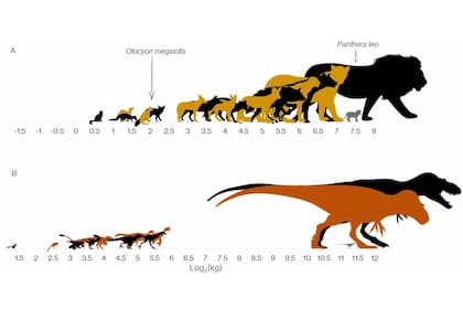 Esta infografía muestra la brecha de los dinosaurios frente a los mamíferos carnívoros modernos. (A) Mamíferos carnívoros del Parque Nacional Kruger organizados a escala por masa. (B) Dinosaurios carnívoros de la Formación Parque de los Dinosaurios en función de si el carnívoro más grande se pusiera a la misma escala que el carnívoro mamífero más grande