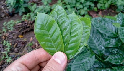 Esta infusión reduce el riesgo de padecer enfermedades hepáticas como hígado graso o cirrosis