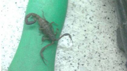 Esta mañana encontraron un alacrán en la estación Bulnes del subte D