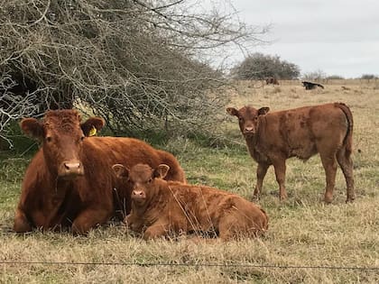 “Esta medida para los exportadores recaerá en los productores", anticipó Colombo