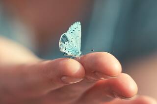 Así es la revolucionaria tinta inspirada en las mariposas