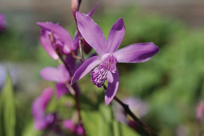 Esta orquídea recibe el nombre de Bletilla striata.