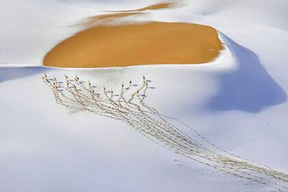 Esta pequeña manada de antílopes tibetanos o chirú cruzan una ladera nevada en el Desierto Kumukulo en China