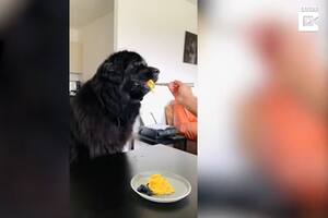 Video: la perrita más mimada del mundo que desayuna comida gourmet a diario