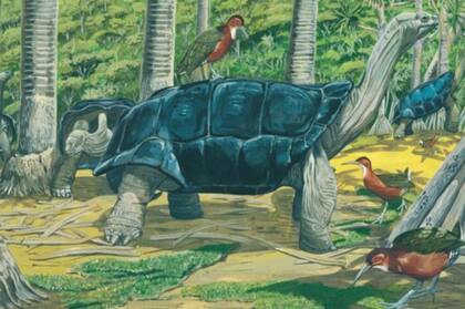 Esta pintura del paleontólogo Julian Hume, del Museo de Historia Natural de Londres, ilustra a los rálidos que evolucionaron en el atolón de Aldabra