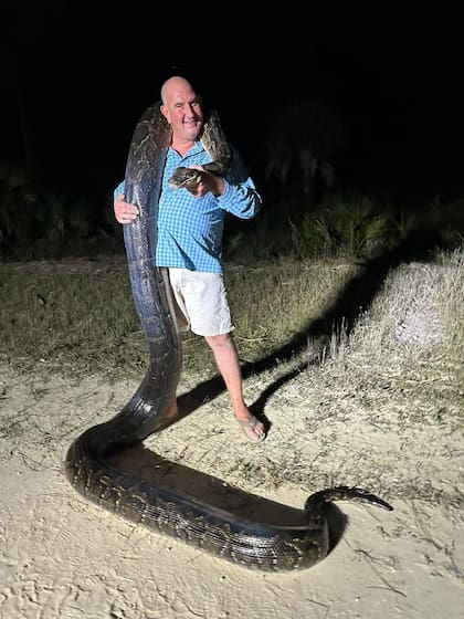 Esta pitón birmana es la segunda más grande capturada en Florida