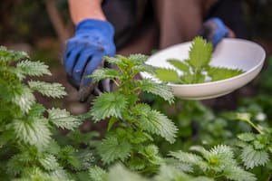 Esta planta concentra propiedades medicinales que favorecen el bienestar integral del organismo
