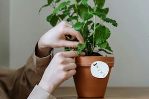 Esta planta contiene propiedades que ayudan a estimular la memoria (imagen ilustrativa)