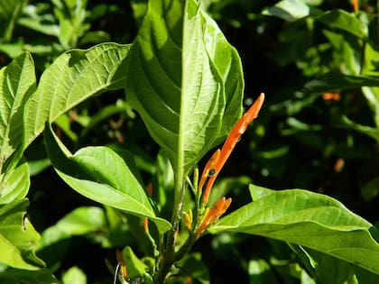 Esta planta crece con facilidad en México (Foto: Universidad de Guadalajara)