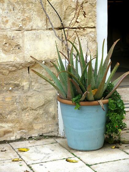 Esta planta demostró su capacidad para prosperar en climas áridos (Foto de carácter ilustrativo: PEXELS)