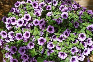 Esta planta es capaz de ofrecer flores los 365 días del año