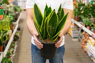 Dónde colocar la sansevieria para proteger la energía de tu casa, según el Feng Shui