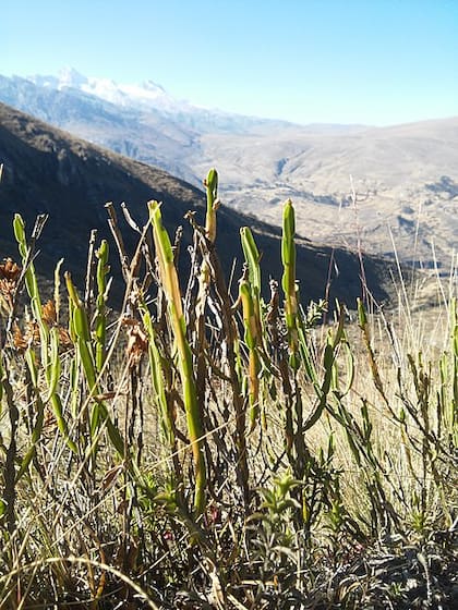 Esta planta es oriunda de los climas templados y los tropicales de Brasil, Argentina y Uruguay