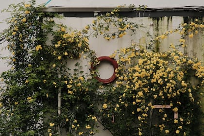 Esta planta fue cultivada durante siglos por su espectacular floración y adaptabilidad