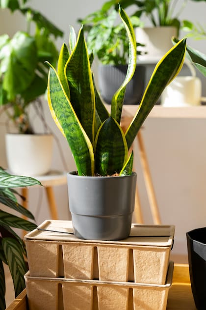 Esta planta funciona como una "barrera energética" para el hogar (Foto: Freepik)
