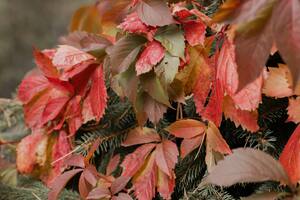 Esta planta le aporta al organismo flavonoides y antocianinas (Foto de carácter ilustrativa: PEXELS)