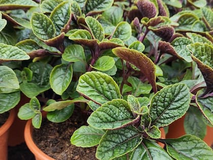 Esta planta le debe su nombre a sus hojas verdes y a su tono negro profundo en la parte inferior