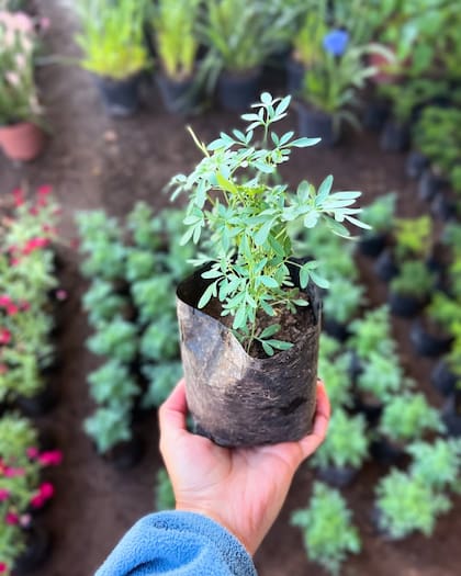 Esta planta necesita al menos 4 o 6 horas de luz directa al día para un crecimiento óptimo (Foto: Instagram @viveroplantasmeyer)