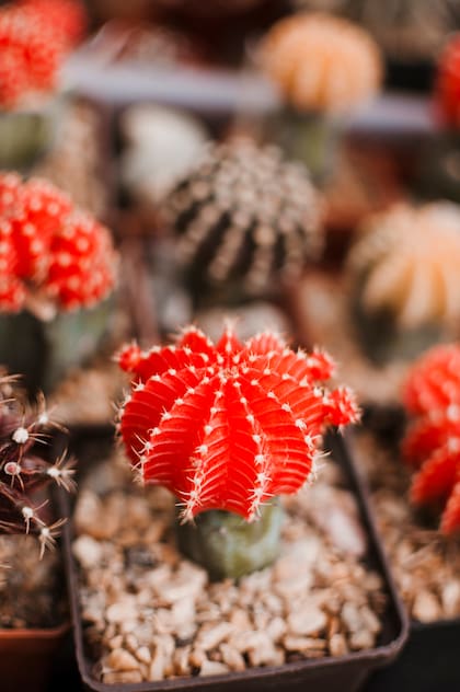 Esta planta no solo destaca por sus vibrantes flores durante las fiestas, sino también por su fácil cuidado y adaptabilidad, es una opción ideal para decorar interiores (Foto de carácter ilustrativo: Freepik)