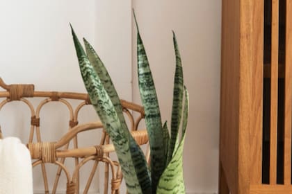 Esta planta prospera con luz brillante e indirecta