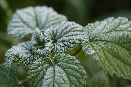 Esta planta también se usa para tratar la anemia y para aliviar el dolor articular en personas con artritis