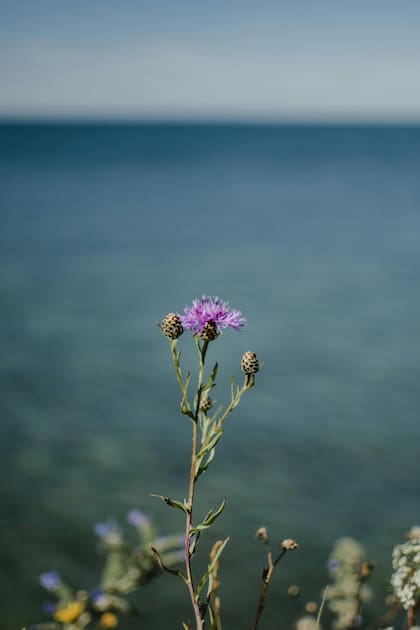 Esta planta tiene algunos beneficios no tan conocidos para la salud (Foto de carácter ilustrativo: PEXELS)