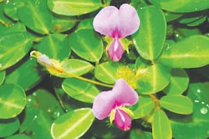 Esta planta tiene importantes beneficios para el sistema hepático