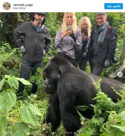 Esta práctica pone en riesgo la extensión de los animales salvajes, según afirmaron los expertos