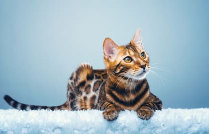 Esta raza de gato es el cruce de un gato doméstico y uno leopardo asiático