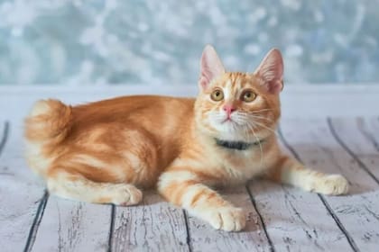 Esta raza en particular de gatos no tienen cola