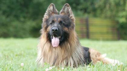 Esta raza necesita mucha estimulación mental y ejercicio para desarrollarse adecuadamente