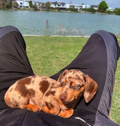 Esta raza suele tener problemas dentales y de columna (Instagram: @mauroicardi)