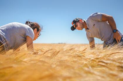 “Esta recorrida a campo contará, en ambos días, con la participación de productores, molineros, exportadores, analistas de mercado y destacados referentes del sector agropecuario, provenientes de universidades, así como de organismos públicos y privados", indicaron