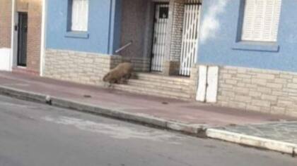 Esta semana, en Necochea, un carpincho fue visto vagando por las calles.