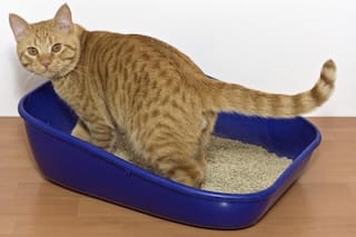 Esta es la mejor manera de limpiar el arenero de tu gato y que quede contento