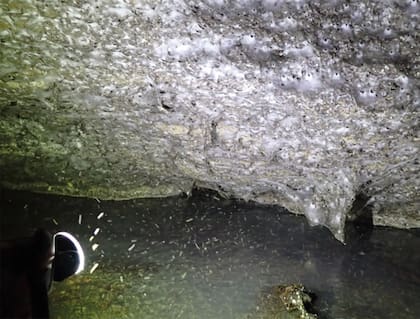 Esta telaraña tiene una extensión de unos 106 metros cuadrados