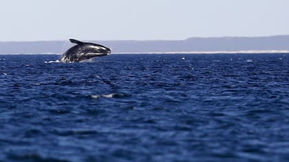 Adoptá una ballena, el programa del Instituto de Conservación de Ballenas para colaborar en la preservación de los cetáceos