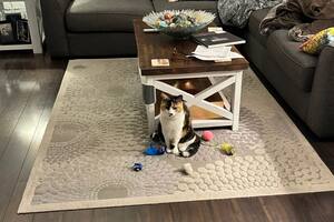 Esta tierna gata de 7 años conquistó las redes sociales tras ser captada a la espera de que el hombre se levante para jugar