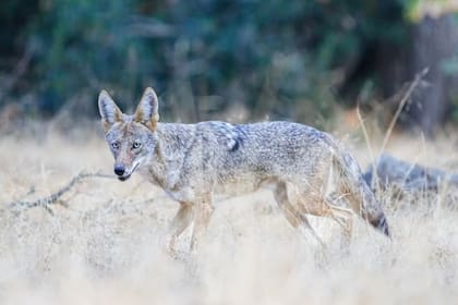 Esta variación genética no implica un perjuicio para la visión de los coyotes, sino que únicamente les aporta una característica distintiva respecto a los demás individuos de la especie
