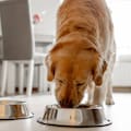 Cuál es la mejor hora del día para darle la comida a tu perro, según los expertos
