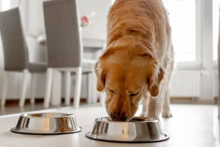 Cuál es la mejor hora del día para darle la comida a tu perro, según los expertos
