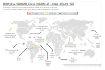 Estado de la población de rayas y tiburones en el mundo